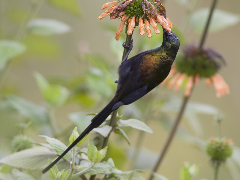 bronze sunbird  bronshoningzuiger  Nectarinia kilimensis