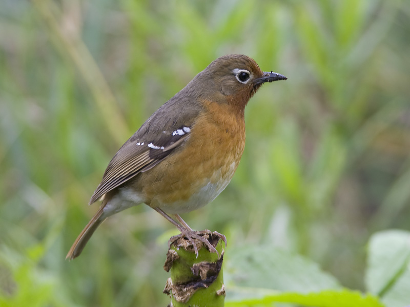 abyssinian ground-thrush  Zoothera piaggiae