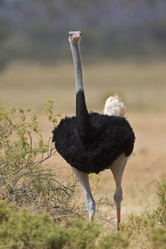 somali ostrich (male)  somali struisvogel  Struthio molybdophanes