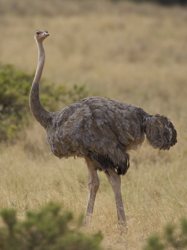 somali ostrich (female)  somali struisvogel  Struthio molybdophanes