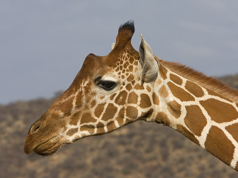 reticulated giraffe <br> netgiraffe <br> Giraffa camelopardalis reticulata