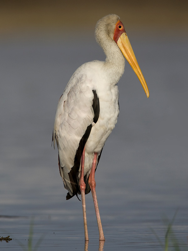yellow-billed stork  afrikaanse nimmerzat  Mycteria ibis