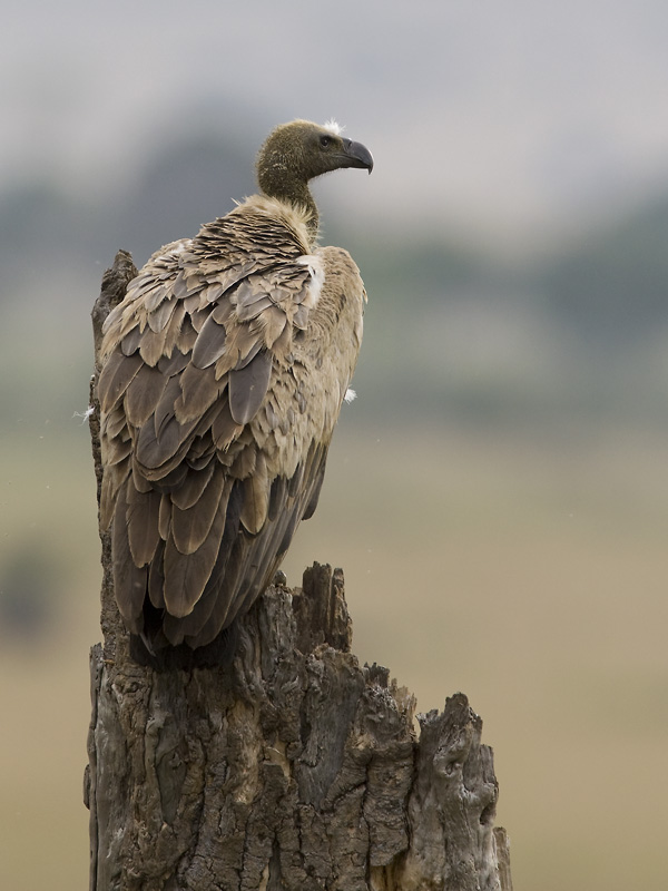 african white-backed vulture  witruggier  Gyps africanus