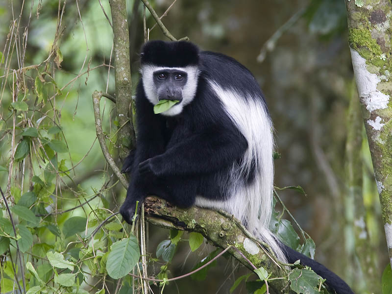 black-and-white colobus monkey  oostelijke franjeaap  Colobus guereza