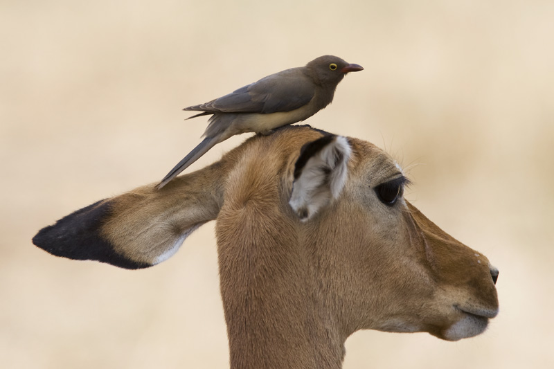 impala and red-billed oxpecker  Aepyceros melampus and Buphagus erythrorhynchus