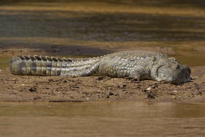nile crocodile  Crocodylus niloticus