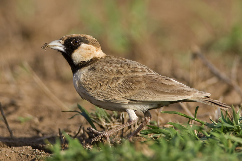 Fischer's sparrow-lark  bruinkap-vinkleeuwerik  Eremopterix leucopareia