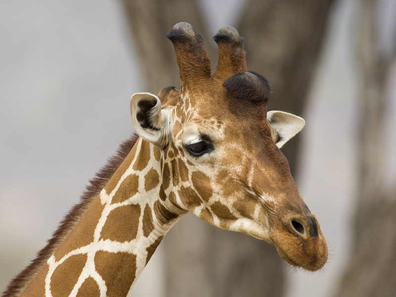 reticulated giraffe <br> netgiraffe <br> Giraffa camelopardalis reticulata