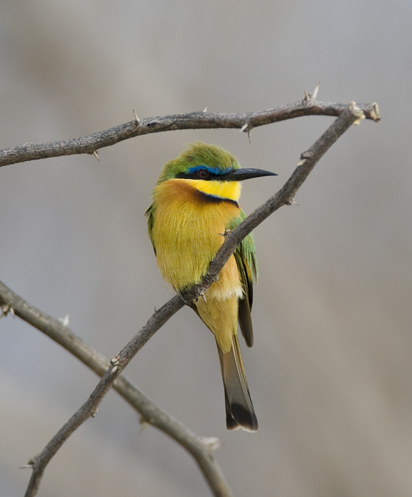 little bee-eater  dwergbijeneter  Merops pusillus
