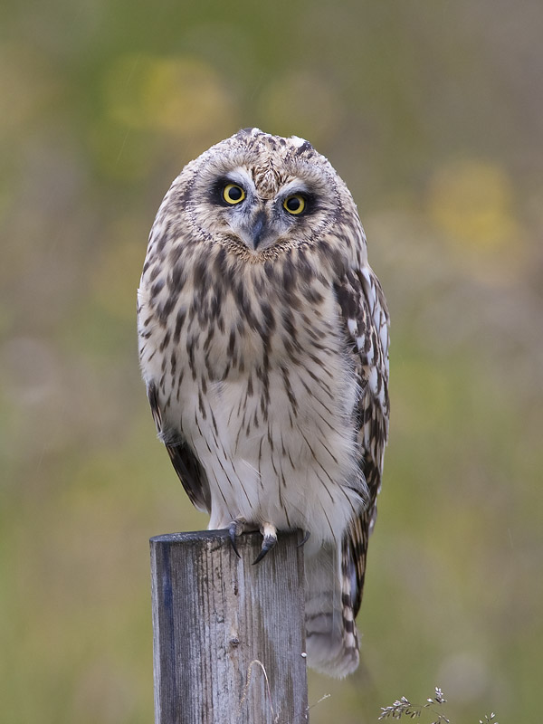 short-eared owl  velduil  Asio flammeus