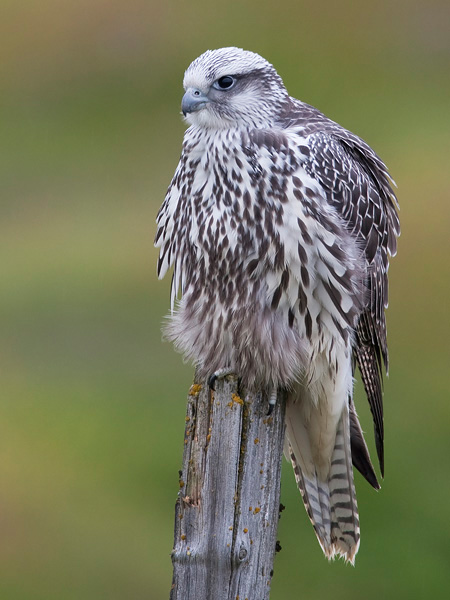gyr falcon (juv.)  giervalk  Falco rusticolus