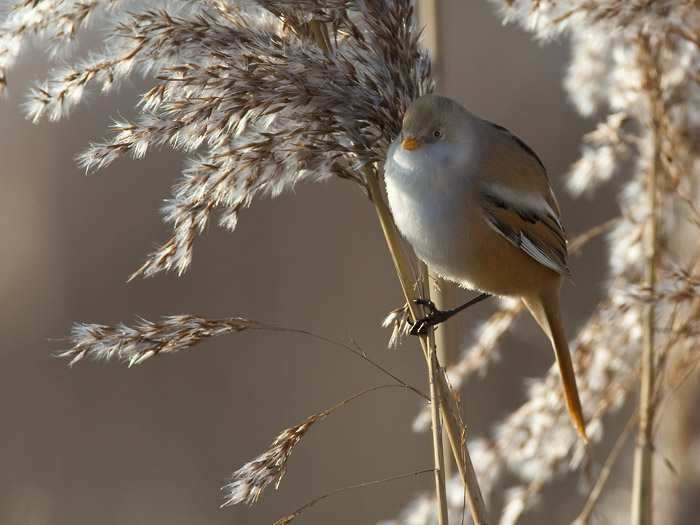 bearded reedling <br> baardman <br> Panurus biarmicus