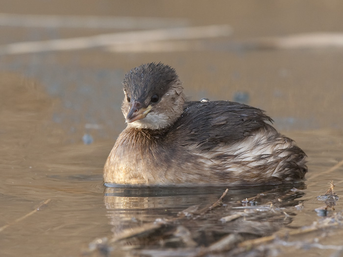 little grebe  dodaars  Tachybaptus ruficollis