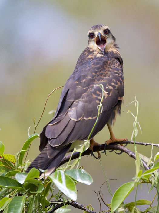 snail kite  slakkenwouw  Rostrhamus sociabilis