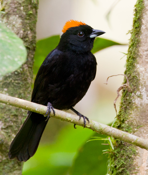 tawny-crested tanager  taankuiftangare  Tachyphonus delatrii