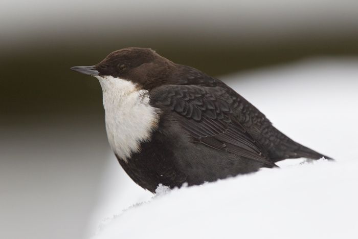 dipper <br> waterspreeuw <br> Cinclus cinclus