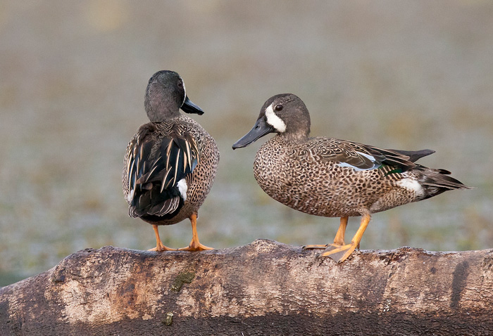 blue-winged teal <br> Anas discors