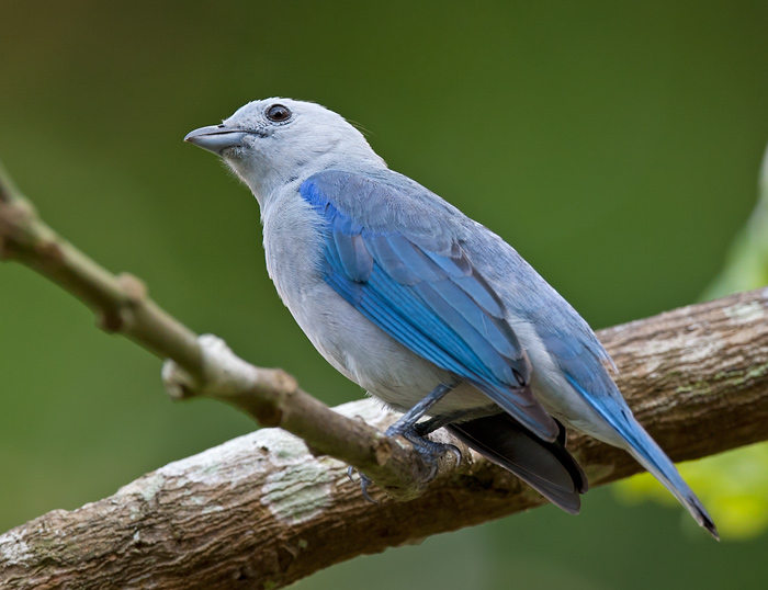 blue-grey tanager  bisschopstangare  Thraupis episcopus