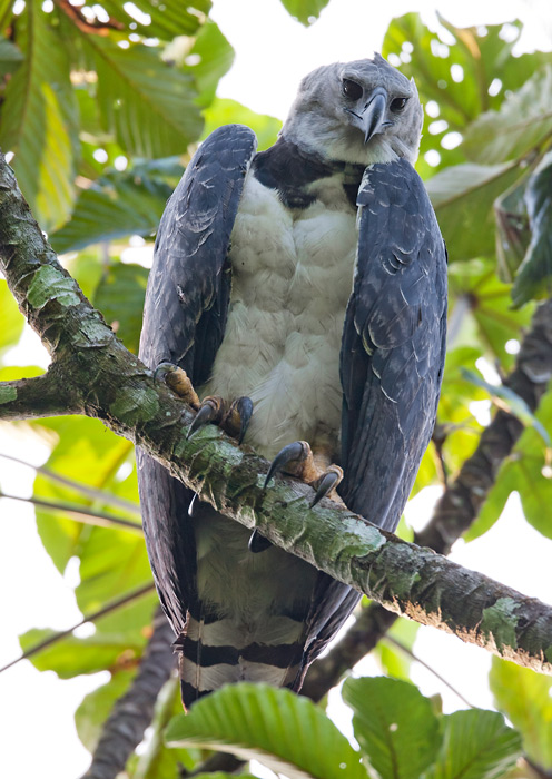 harpy eagle(Harpia harpyja)