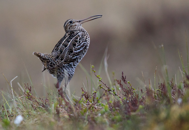 great snipe  poelsnip (NL) dobbeltbekkasin (N)  Gallinago media