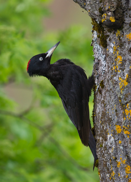 black woodpecker  zwarte specht (NL) svartspett (N)  Dryocopus martius