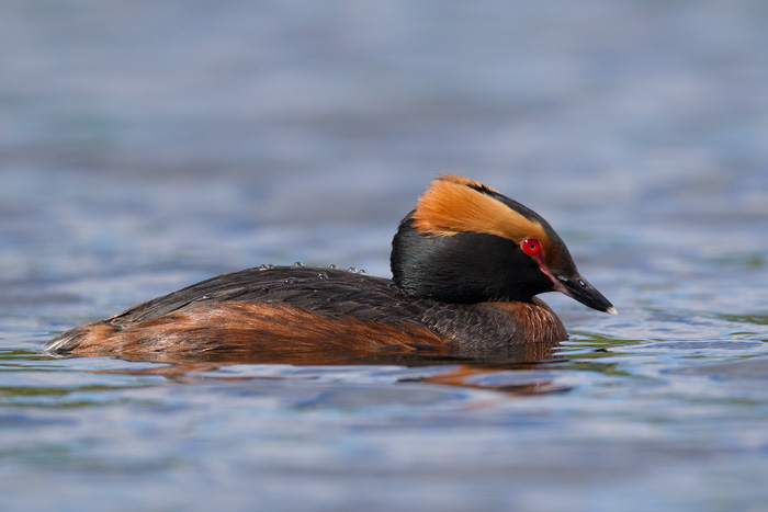 horned grebe  kuifduiker (NL) horndykker (N)  Podiceps auritus