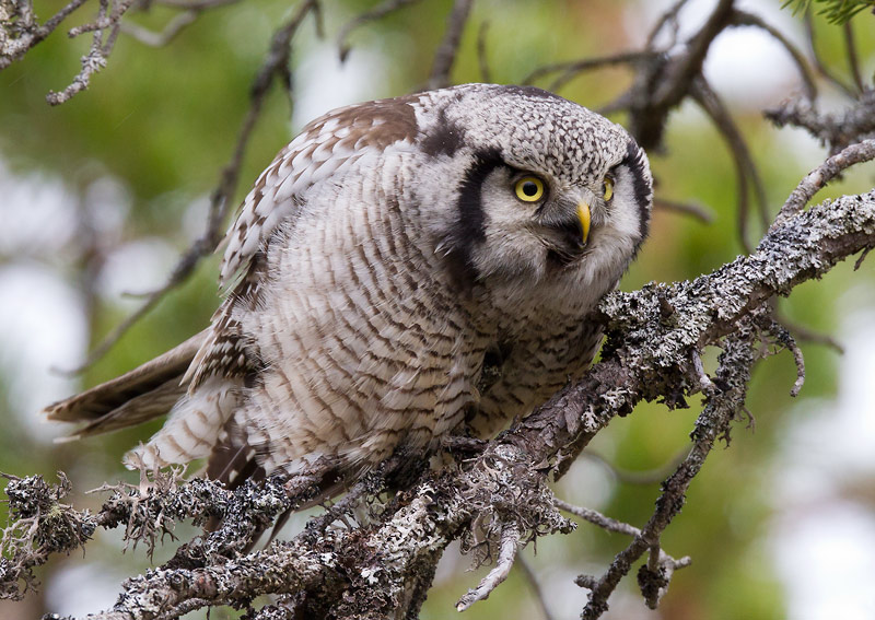 northern hawk owl <br> sperweruil (NL) haukugle (N) <br> Surnia ulula