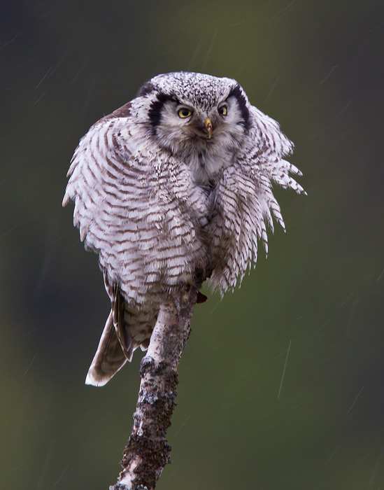 northern hawk owl <br> sperweruil (NL) haukugle (N) <br> Surnia ulula