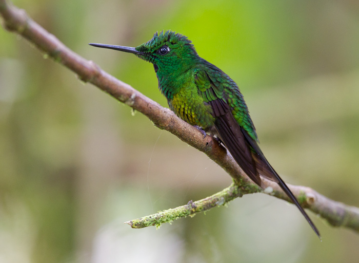 empress brilliant (male)  brillante emperador  Heliodoxa imperatrix