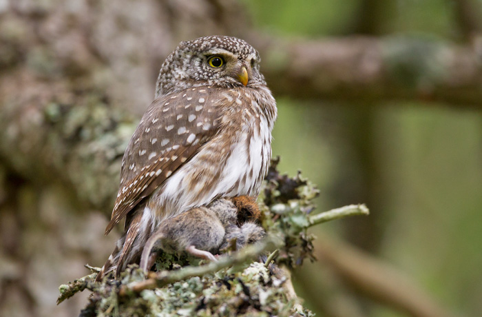 pygmy owl  dwerguil (NL) spurveugle (N)  Glaucidium passerinum