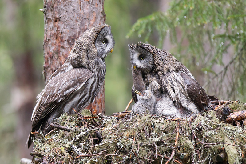 great grey owl  laplanduil (NL) lappugle (N)  Strix nebulosa