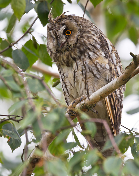 long-eared owl <br> ransuil <br> Asio otus