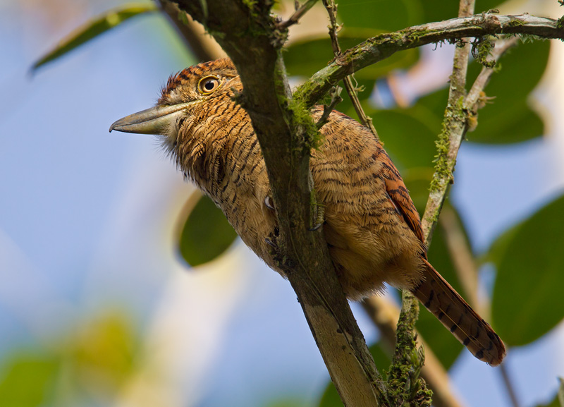 barred puffbird <br> buco barrado <br> Nystalus radiatus