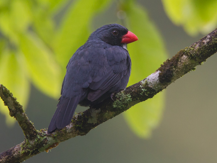 slate-colored grosbeak <br> piquigordo de garganta blanca <br> Saltator grossus