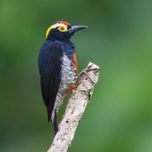 yellow-tufted woodpecker  Melanerpes cruentatus