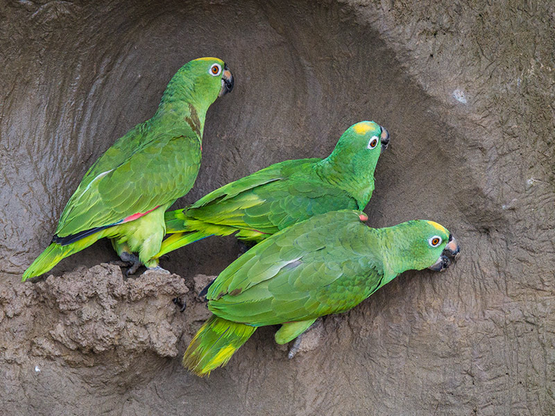 yellow-crowned amazon <br> Amazona ochrocephala