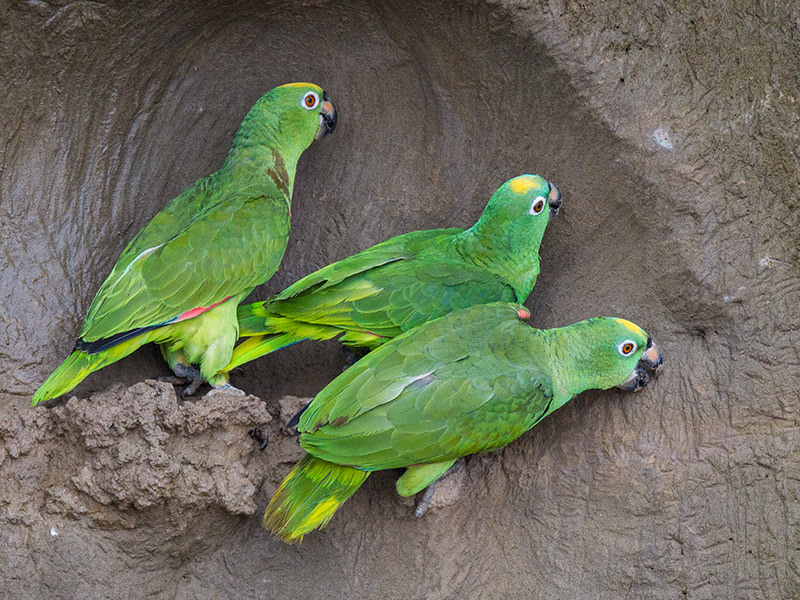 yellow-crowned amazon  Amazona ochrocephala