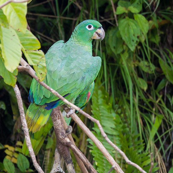 mealy amazon  Amazona farinosa