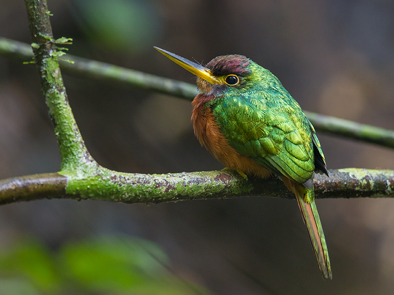 yellow-billed jacamar <br> Galbula albirostris