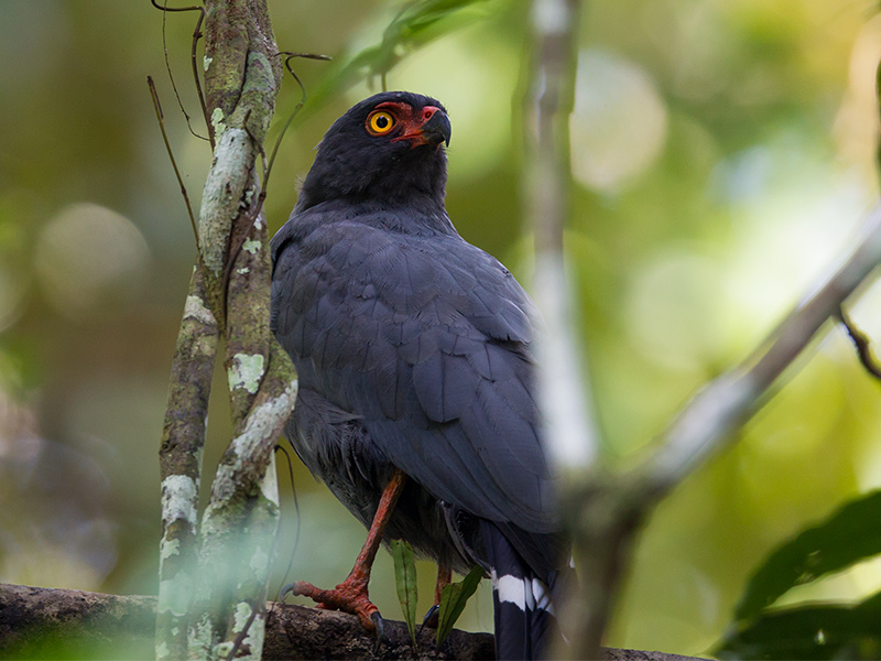 slate-colored hawk  Leucopternis schistacea