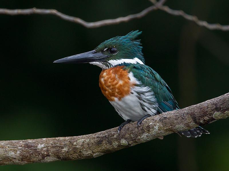 amazon kingfisher(Chloroceryle amazona)