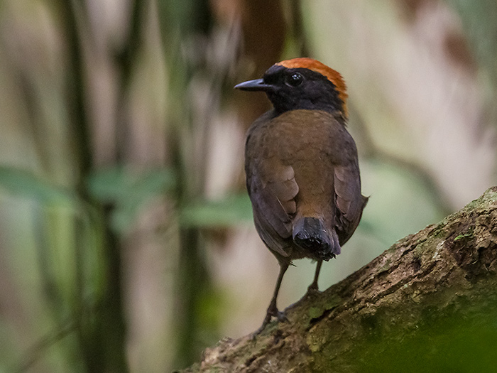 rufous-capped anttrush  Formicarius colma