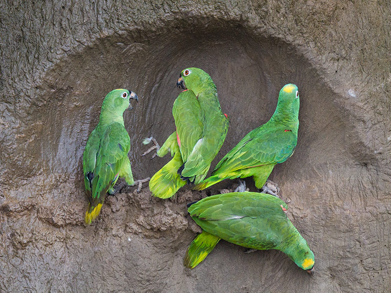 yellow-crowned amazon  Amazona ochrocephala