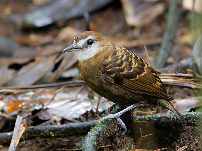 lunulated antbird (fem.)  Gymnopithys lunulata