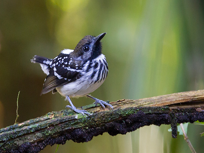 dot-backed antbird  Hylophylax punctulatus