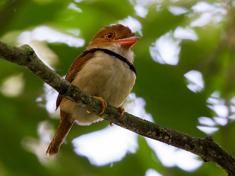 collared puffbird <br> Bucco capensis