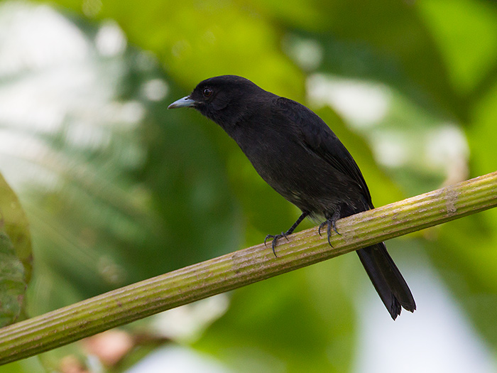 riverside tyrant  Knipolegus orenocensis  