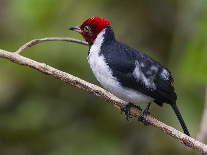 red-capped cardinal  Paroaria gularis 