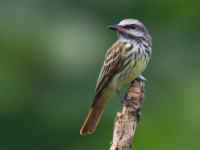 sulphur-bellied flycatcher <br> Myiodynastes luteiventris  