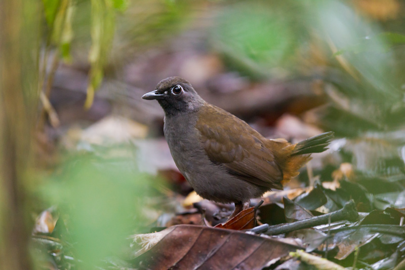 black-faced antthrush  Formicarius analis